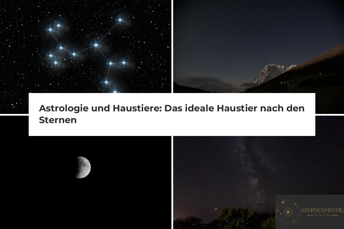 Astrologie und Haustiere: Das ideale Haustier nach den Sternen ...